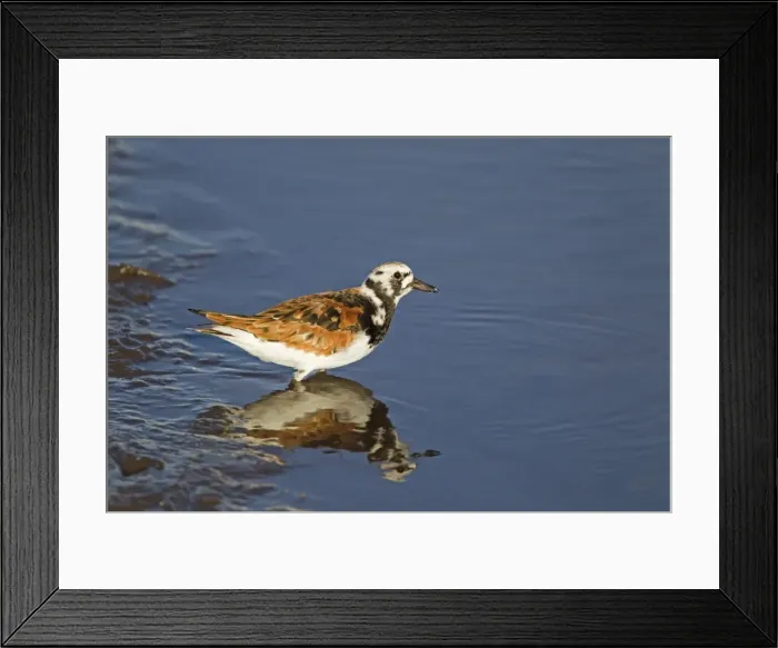 Framed Print : Picture No. 10892449 Framed Print : Picture No. 10892449