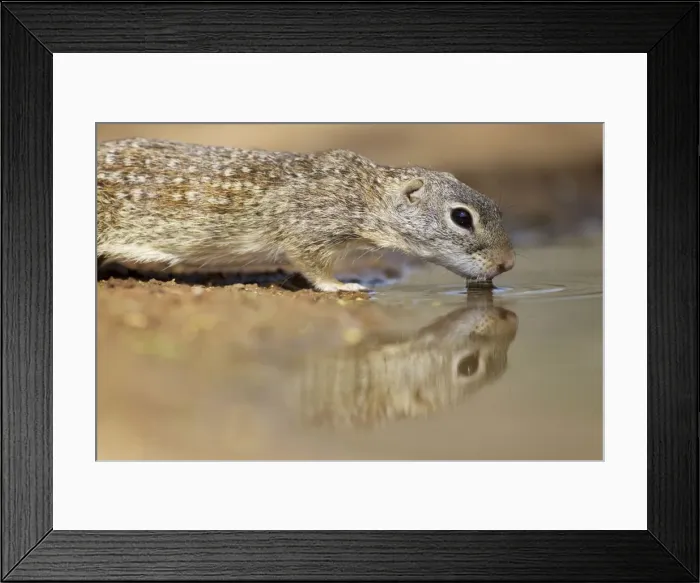 Framed Print : Picture No. 10892466
