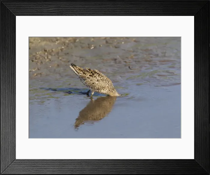 Framed Print : Picture No. 10892440 Framed Print : Picture No. 10892440