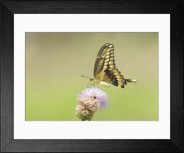 Framed Print : Picture No. 10892459