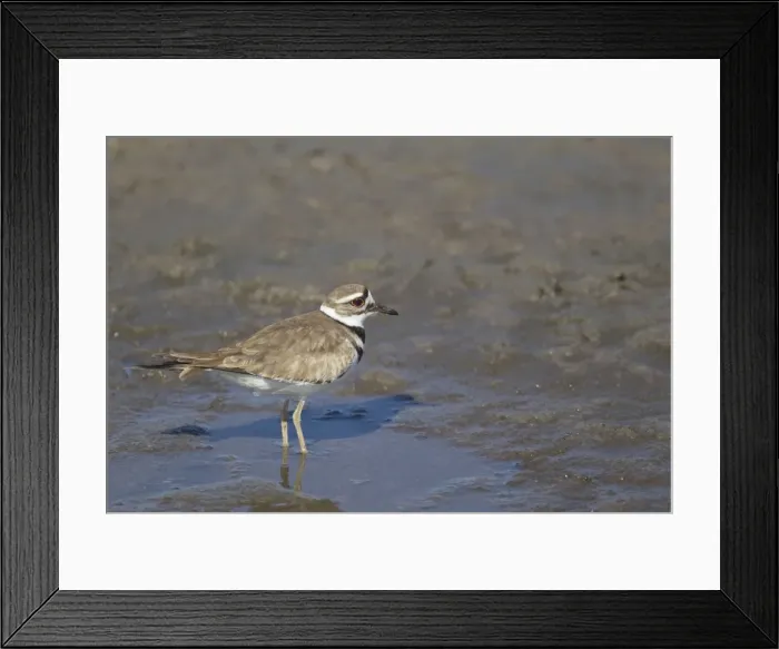 Framed Print : Picture No. 10892441 Framed Print : Picture No. 10892441