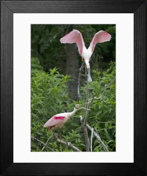Framed Print : Picture No. 10892421