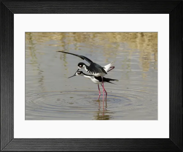 Framed Print : Picture No. 10892434 Framed Print : Picture No. 10892434