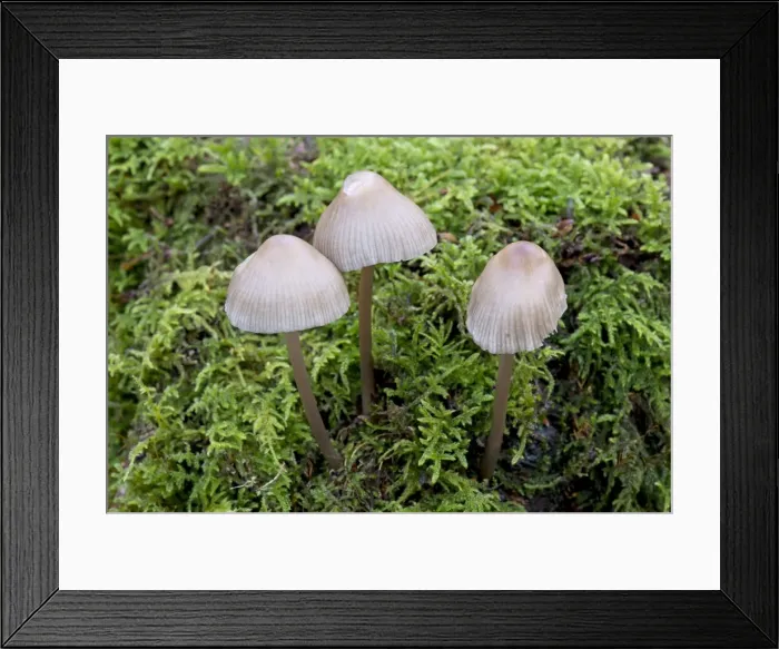 Framed Print : Picture No. 10892483 Framed Print : Picture No. 10892483