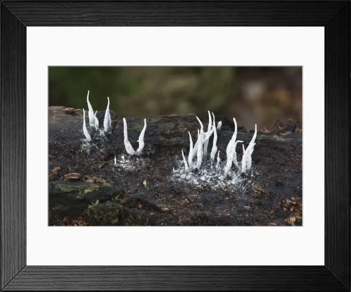 Framed Print : Picture No. 10892482 Framed Print : Picture No. 10892482