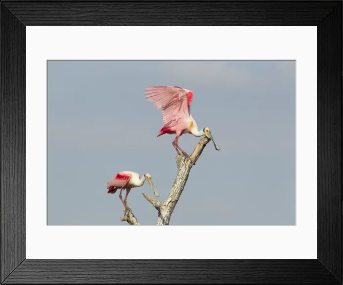 Framed Print : Picture No. 10892423