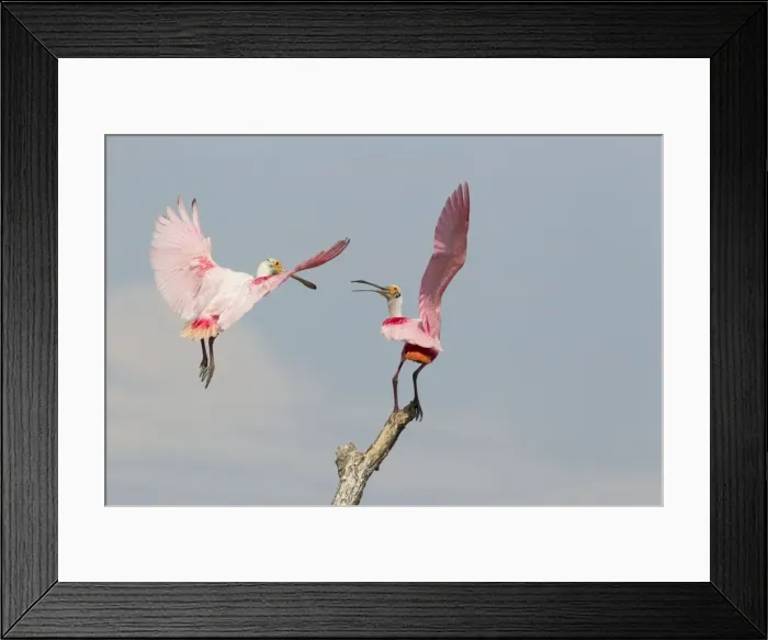 Framed Print : Picture No. 10892422 Framed Print : Picture No. 10892422