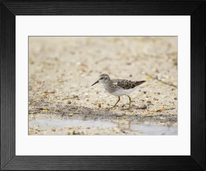 Framed Print : Picture No. 10892443