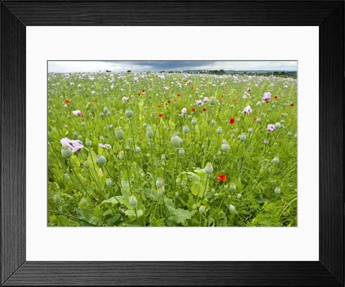 Framed Print : Picture No. 10891120 Framed Print : Picture No. 10891120