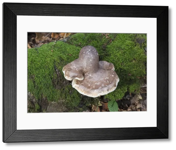 Framed Print : Picture No. 10892480 Framed Print : Picture No. 10892480