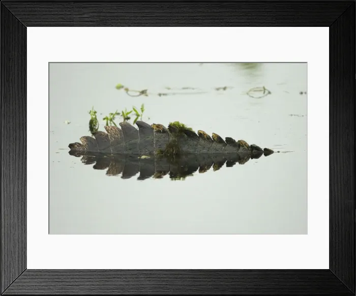 Framed Print : Picture No. 10892477