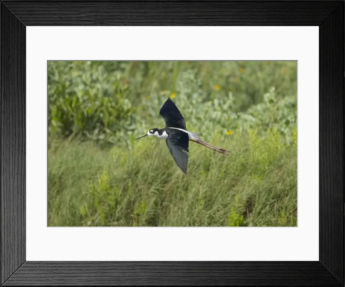 Framed Print : Picture No. 10892437 Framed Print : Picture No. 10892437