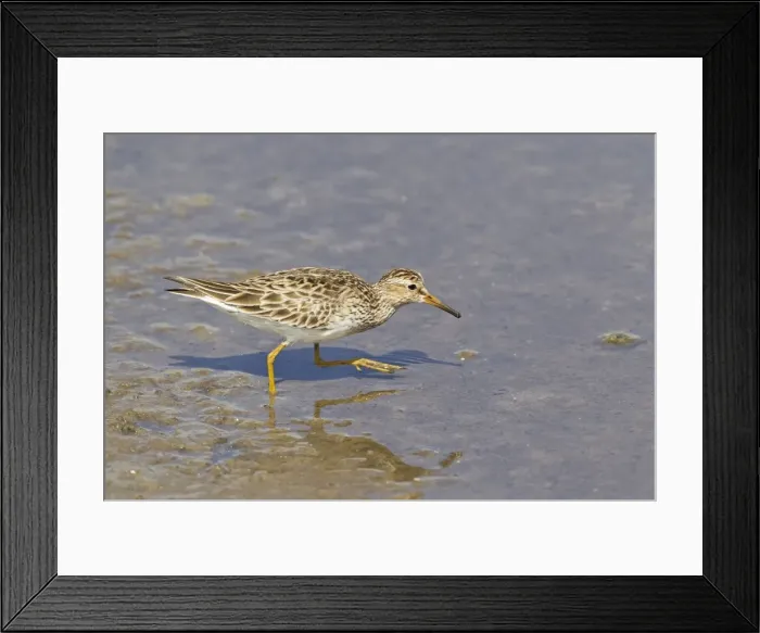 Framed Print : Picture No. 10892444 Framed Print : Picture No. 10892444