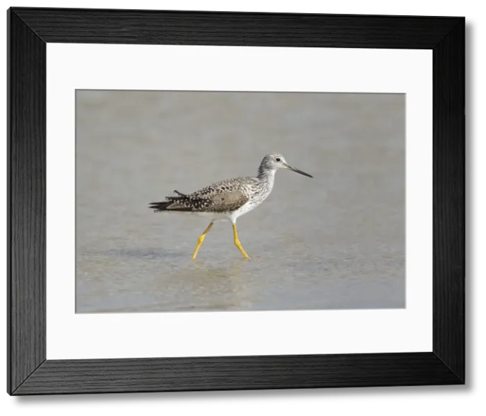 Framed Print : Picture No. 10892454