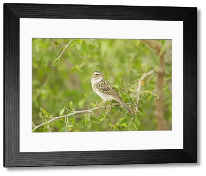 Framed Print : Picture No. 10892457