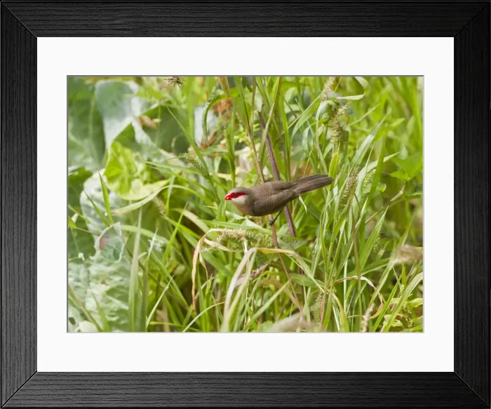 Framed Print : Picture No. 10891129 Framed Print : Picture No. 10891129