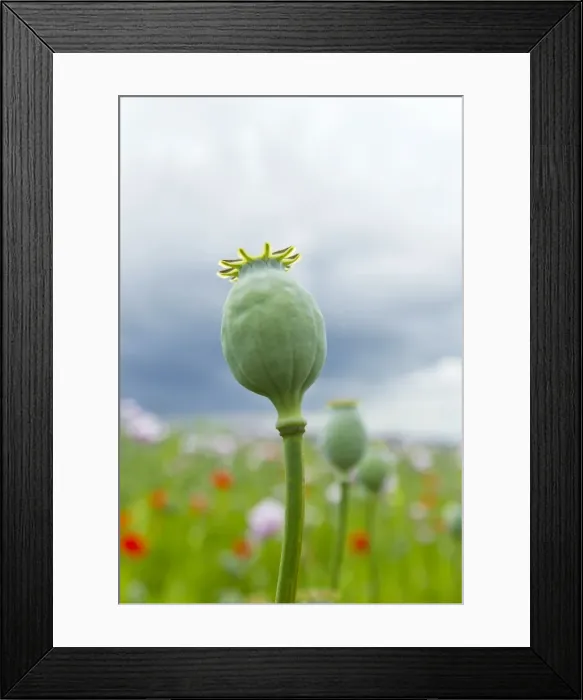 Framed Print : Picture No. 10891115 Framed Print : Picture No. 10891115