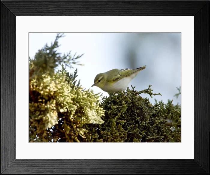 Framed Print : Picture No. 10891128 Framed Print : Picture No. 10891128