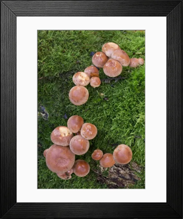 Framed Print : Picture No. 10892481