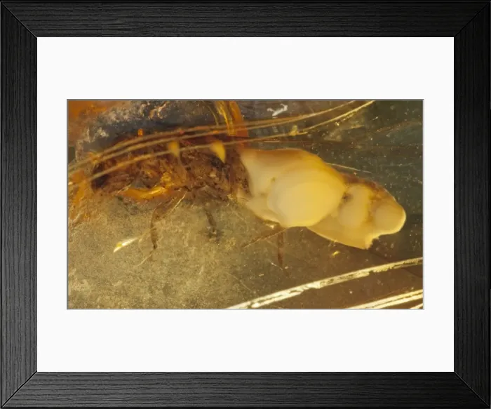 Framed Print : Picture No. 10891105 Framed Print : Picture No. 10891105