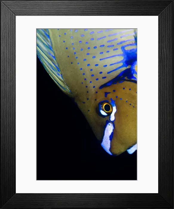 Framed Print : Picture No. 10892892 Framed Print : Picture No. 10892892