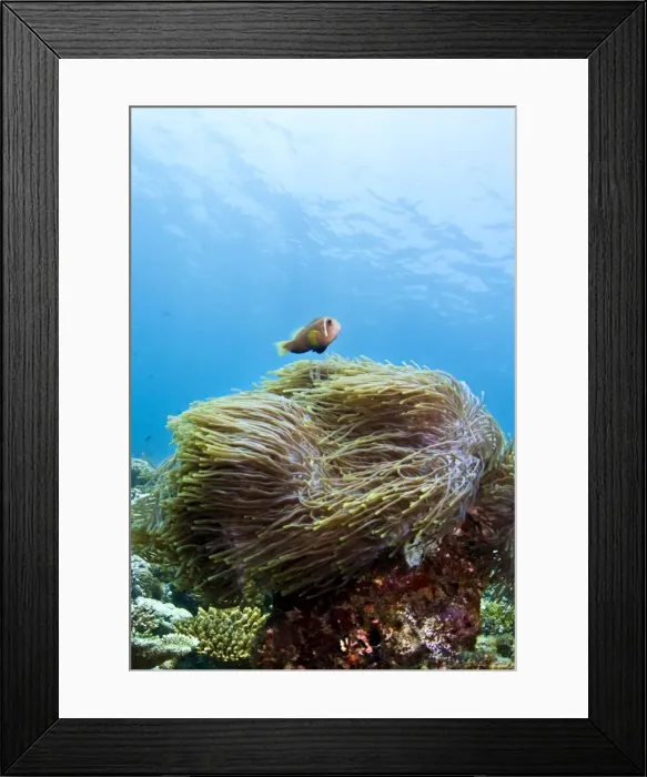 Framed Print : Picture No. 10892907