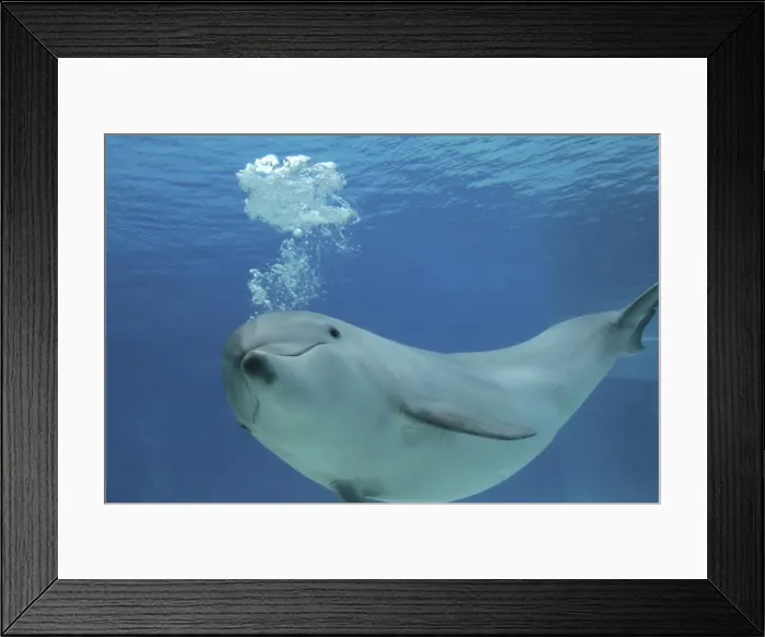 Framed Print : Picture No. 10892875