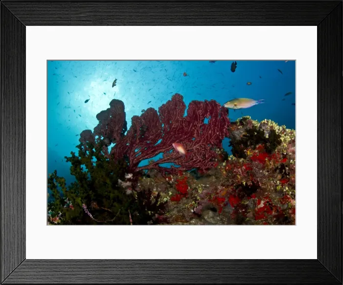 Framed Print : Picture No. 10892906 Framed Print : Picture No. 10892906
