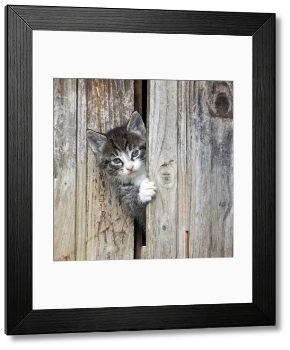 Framed Print : Picture No. 10892885 Framed Print : Picture No. 10892885