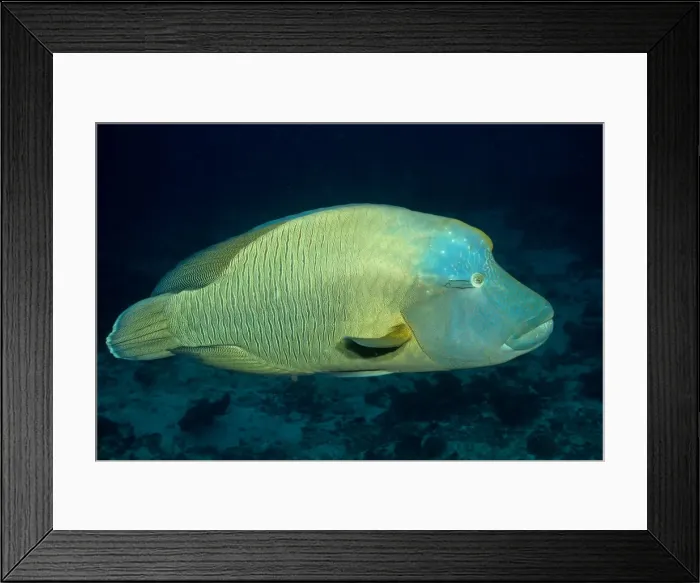 Framed Print : Picture No. 10892897
