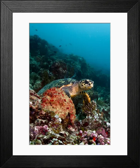 Framed Print : Picture No. 10892923 Framed Print : Picture No. 10892923