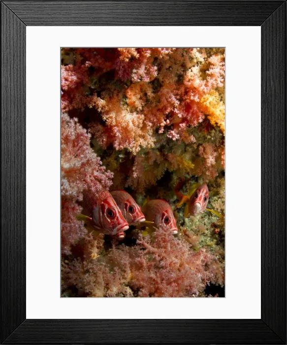 Framed Print : Picture No. 10892900 Framed Print : Picture No. 10892900
