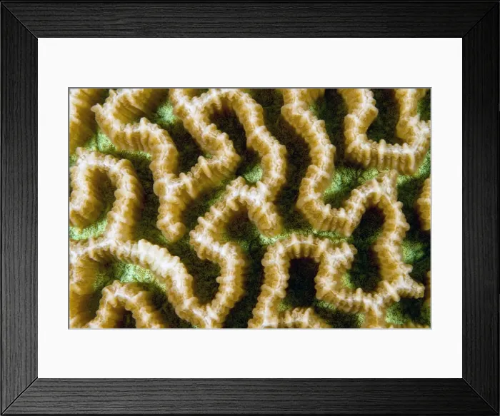 Framed Print : Picture No. 10892891 Framed Print : Picture No. 10892891
