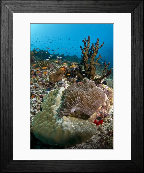 Framed Print : Picture No. 10892909 Framed Print : Picture No. 10892909