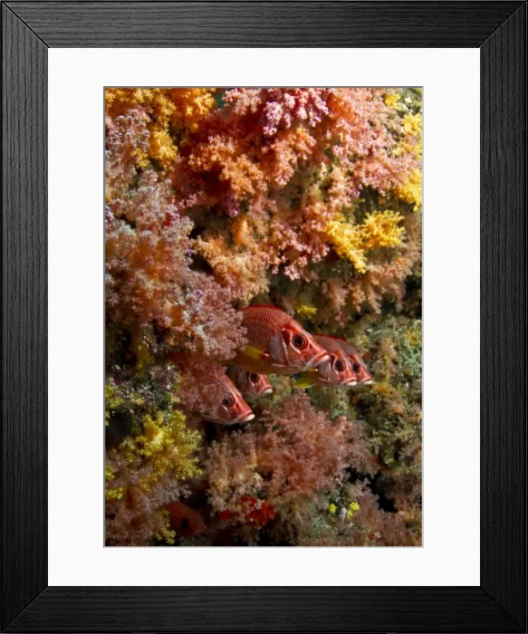 Framed Print : Picture No. 10892899 Framed Print : Picture No. 10892899