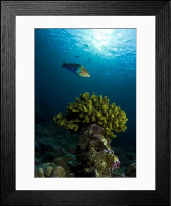Framed Print : Picture No. 10892895 Framed Print : Picture No. 10892895