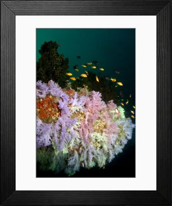 Framed Print : Picture No. 10892913 Framed Print : Picture No. 10892913