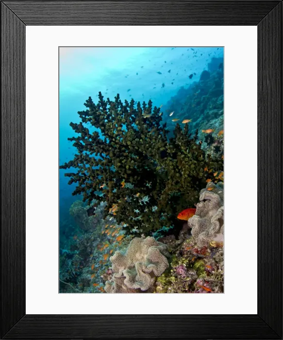Framed Print : Picture No. 10892908