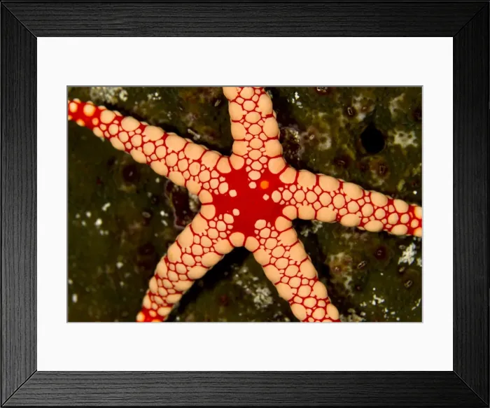 Framed Print : Picture No. 10892886 Framed Print : Picture No. 10892886
