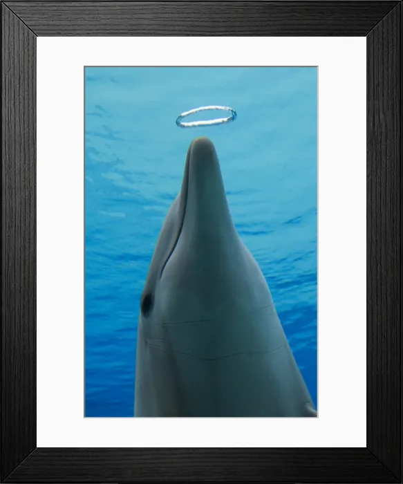 Framed Print : Picture No. 10892879 Framed Print : Picture No. 10892879