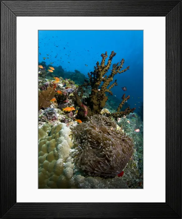 Framed Print : Picture No. 10892910