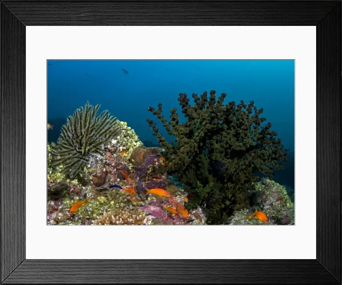 Framed Print : Picture No. 10892902 Framed Print : Picture No. 10892902