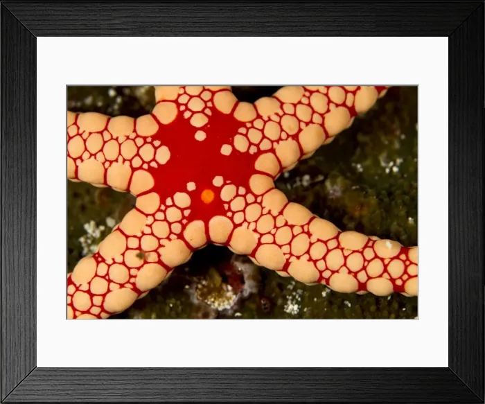 Framed Print : Picture No. 10892887 Framed Print : Picture No. 10892887