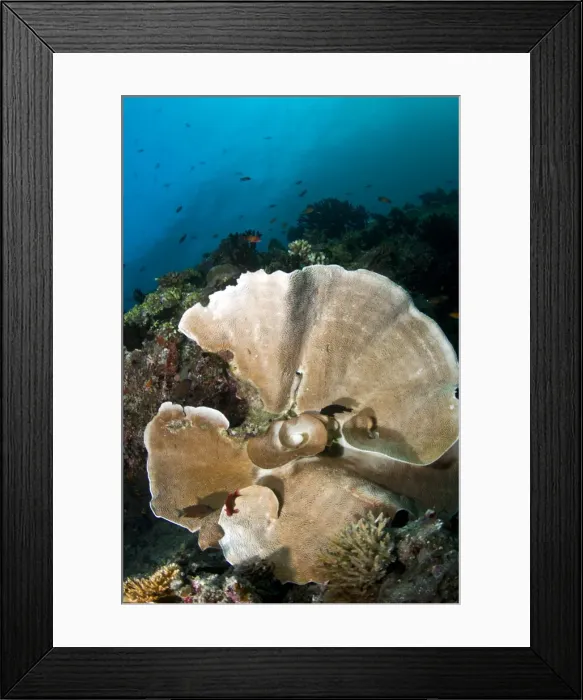 Framed Print : Picture No. 10892903 Framed Print : Picture No. 10892903