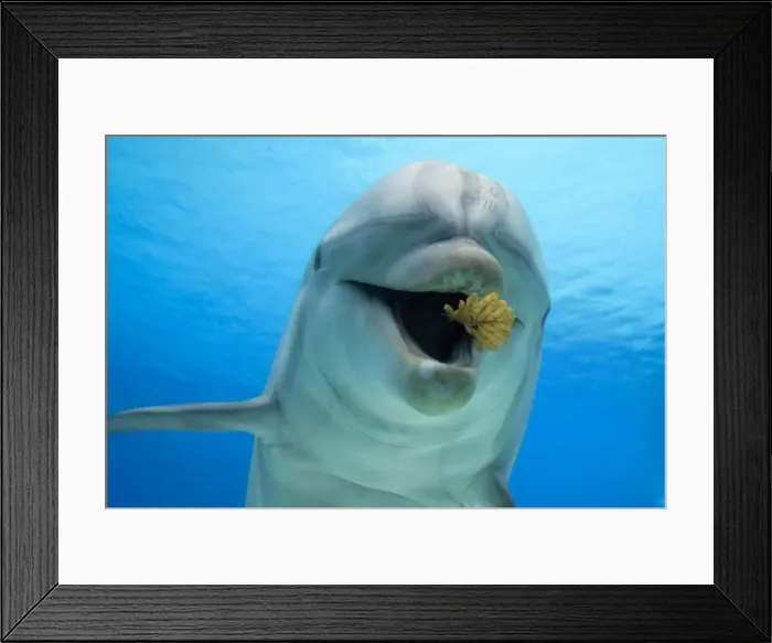 Framed Print : Picture No. 10892883 Framed Print : Picture No. 10892883