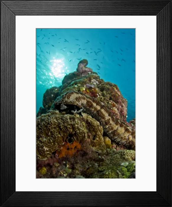 Framed Print : Picture No. 10892894 Framed Print : Picture No. 10892894