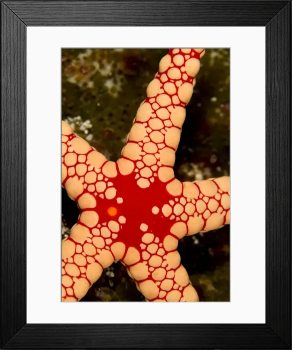 Framed Print : Picture No. 10892888 Framed Print : Picture No. 10892888