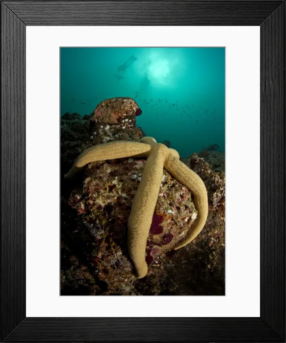 Framed Print : Picture No. 10892917 Framed Print : Picture No. 10892917