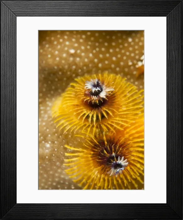 Framed Print : Picture No. 10892889 Framed Print : Picture No. 10892889