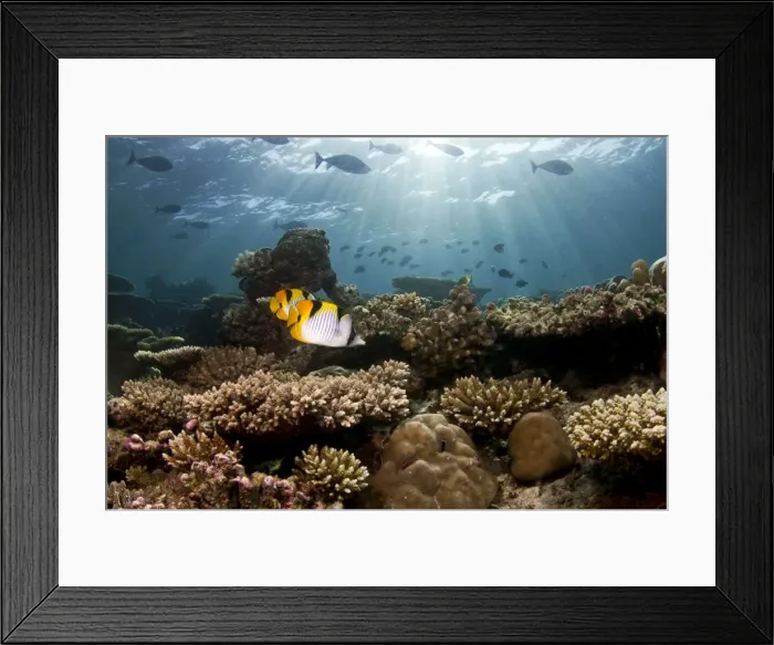 Framed Print : Picture No. 10892925 Framed Print : Picture No. 10892925